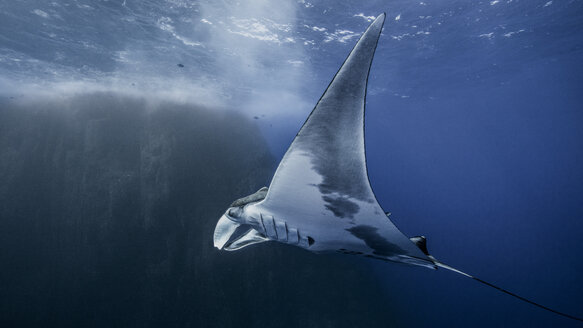 Giant oceanic manta ray - ISF09050