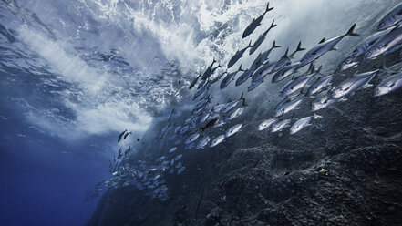 School of fish by underwater volcano - ISF09150