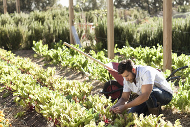 Mature man tending to plants in vegetable patch - ISF09153