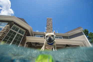 Hund schaut in den Pool, Haus im Hintergrund, Berkeley Heights, New Jersey, USA - ISF09185
