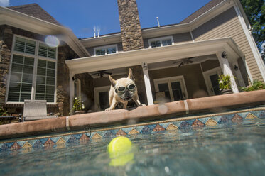 Hund mit Schwimmbrille schaut in den Pool, Haus im Hintergrund, Berkeley Heights, New Jersey, USA - ISF09187