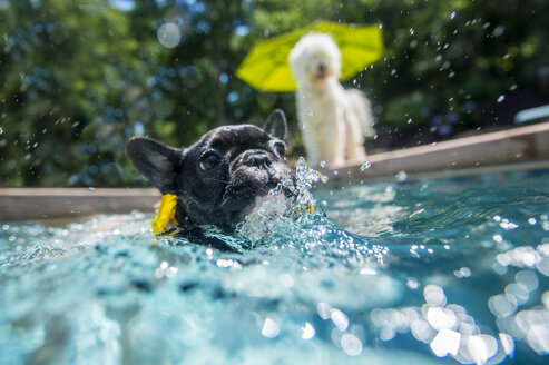 Hund watet im Schwimmbad - ISF09188