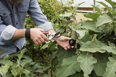 Männerhand bei der Ernte von Baby-Auberginen im Polytunnel eines Biobetriebs - ISF09199