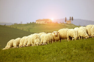 Schafherde auf der Weide, Val d'Orcia, Siena, Toskana, Italien - CUF23142