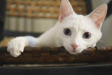 Close-up portrait of white cat on chair at home - FSIF03118