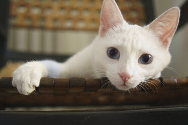 Nahaufnahme einer weißen Katze auf einem Stuhl zu Hause - FSIF03118