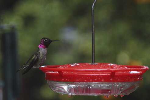 Seitenansicht eines Kolibris, der auf einer Vogeltränke sitzt - FSIF03129