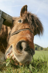 Close-up of horse grazing in field against sky - FSIF03130