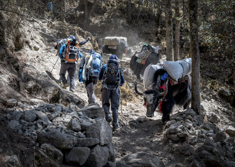 Nepal, Solo Khumbu, Everest, Sagamartha National Park, Bergsteiger wandern mit Yaks auf einem Feldweg - ALRF01255