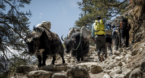 Nepal, Solo Khumbu, Everest, Sagamartha National Park, Bergsteiger wandern mit Yaks auf einem Feldweg, lizenzfreies Stockfoto