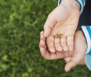 Hände eines Jungen halten ein Insekt - CUF23356