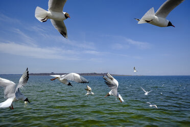Germany, Bavaria, Upper Bavaria, chiemgau, Chiemsee with Fraueninsel, flying seagulls - LBF01948