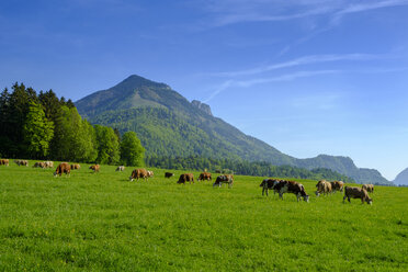 Germany, Bavaria, Upper Bavaria, Chiemgau, Achen Valley, Hochplatte, cows on meadow near Schleching - LBF01957