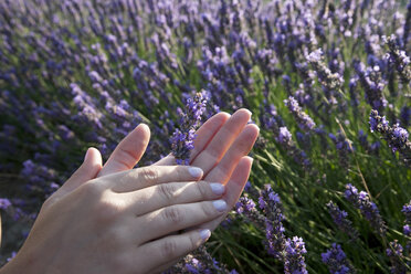 Close up of womans hands holding lavender flowers, Provence, France - CUF23670