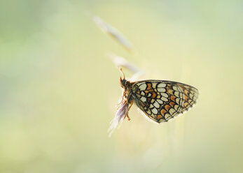 Heath Fritillary butterfly on blossom - BSTF00128