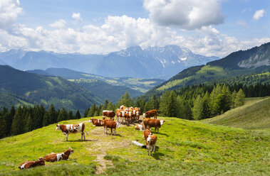 Austria, Salzburg State, Tennengau, Sankt Koloman, cows - WWF04230