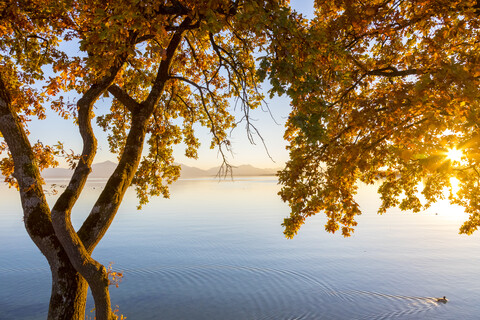 Germany, Bavaria, Chiemsee, tree with autumn leaves against evening sun stock photo
