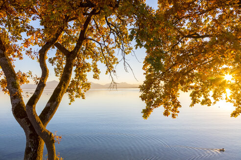 Deutschland, Bayern, Chiemsee, Baum mit Herbstlaub gegen Abendsonne - MMAF00382