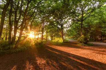 United Kingdom, Scotland, East Lothian, Yellowcraigs, sun beams through trees at sunset - SMAF01015