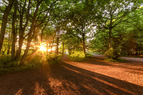 Vereinigtes Königreich, Schottland, East Lothian, Yellowcraigs, Sonnenstrahlen durch Bäume bei Sonnenuntergang - SMAF01015