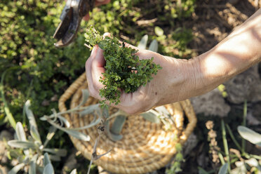 Ältere Frau bei der Gartenarbeit, Schneiden von Pflanzen mit einer Gartenschere, Nahaufnahme - CUF24416