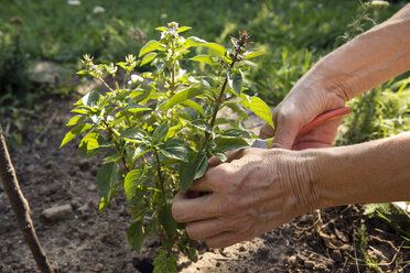 Ältere Frau bei der Gartenarbeit, Schneiden von Pflanzen mit einer Gartenschere, Nahaufnahme - CUF24417