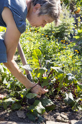 Reife Frau bei der Gartenarbeit, Graben mit Spaten - CUF24430