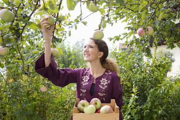 Teenager-Mädchen pflückt Äpfel im Obstgarten - CUF24434