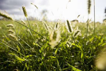 Nahaufnahme von sonnenbeschienenen langen Gräsern im Feld - CUF24629