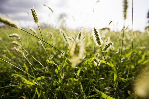 Close up of sunlit long grasses in field - CUF24629