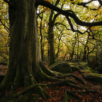 Großer Baum mit freiliegenden Wurzeln, Padley-Schlucht, Peak District, Derbyshire, England, UK - CUF24670