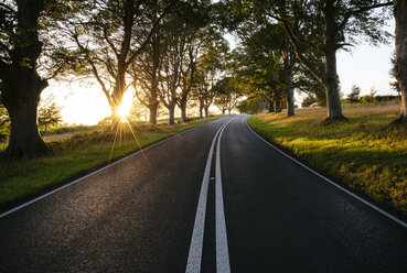 Sunlit tree lined rural road - CUF24711