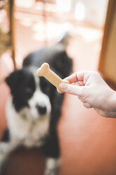 Männerhand hält Hundekuchen vor einem Hund - CUF24733