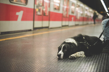 Porträt eines Hundes auf dem Boden einer U-Bahn-Station - CUF24734
