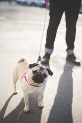 Young man walking dog on street - CUF24857