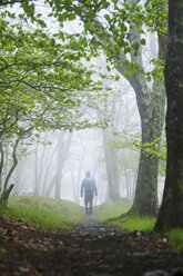 Rückansicht eines Mannes beim Wandern im Shenandoah National Park, Virginia, USA - ISF09354