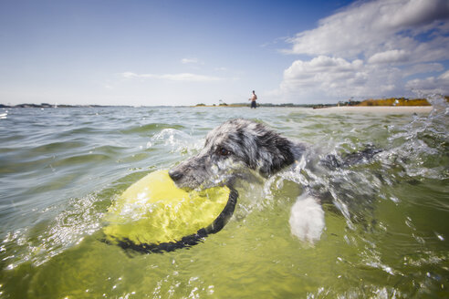 Ein australischer Schäferhund holt eine Flugscheibe aus dem Meer, Fort Walton Beach, Florida, USA - ISF09365