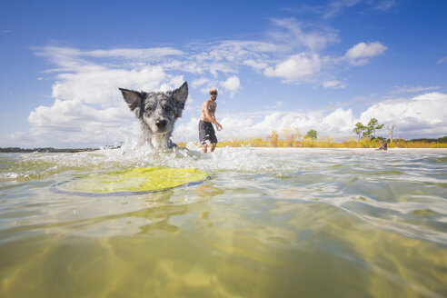 Ein australischer Schäferhund holt eine Flugscheibe aus dem Meer, Fort Walton Beach, Florida, USA - ISF09366