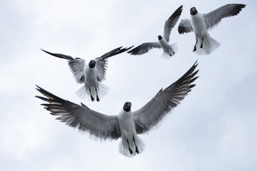 Vier Lachmöwen (chroicocephalus ridibundus) im Flug - CUF25558