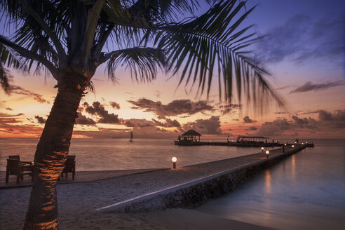 Beach trees at sunset, Ari Atoll, Maldives - CUF25566