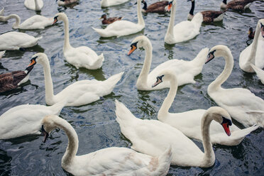 Swans on water - CUF25585