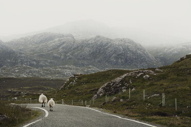 Schafe auf der Straße, Isle of Lewis, Westküste, Schottland - CUF25677