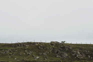 Pferd auf einem Hügel, Isle of Lewis, Westküste, Schottland - CUF25678