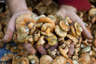 Womans hands holding fresh wild mushrooms on market stall, Provence, France - CUF26064