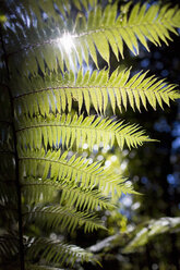 Fern leaves - CUF26160