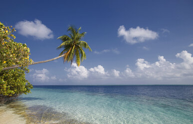 Coconut palm over a tropical sea, Vilamendhoo Island, Ari Atoll, Maldives - CUF26256