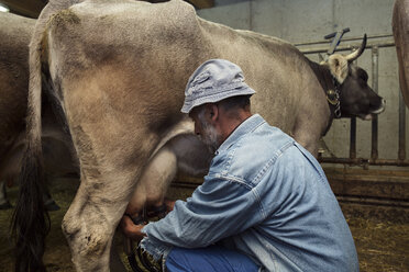 Älterer Milchbauer beim Melken der Kuh im Stall, Sattelbergalm, Tirol, Österreich - CUF26270