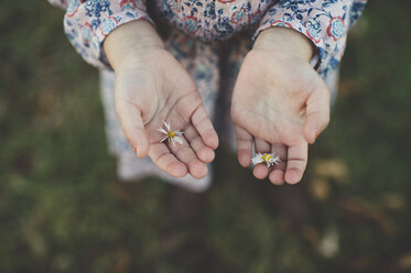 Close up of young girls hands holding daisy flowers - CUF26599