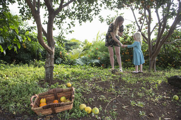 Young woman handing freshly picked orange to toddler daughter in garden - CUF26632
