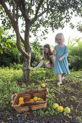 Junge Frau und Kleinkind Tochter ernten frische Orangen im Garten - CUF26633